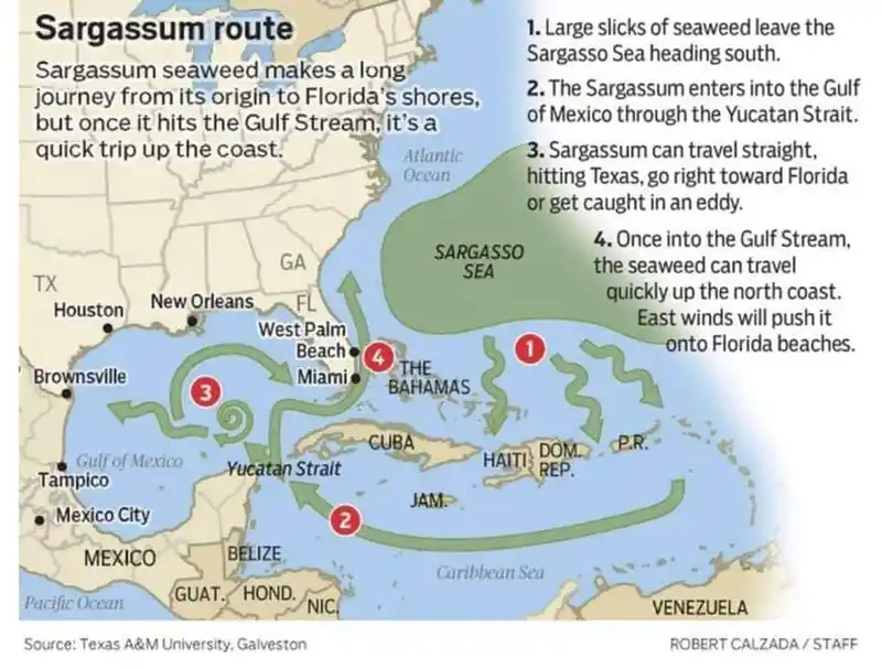 Sargassum seaweed reference image